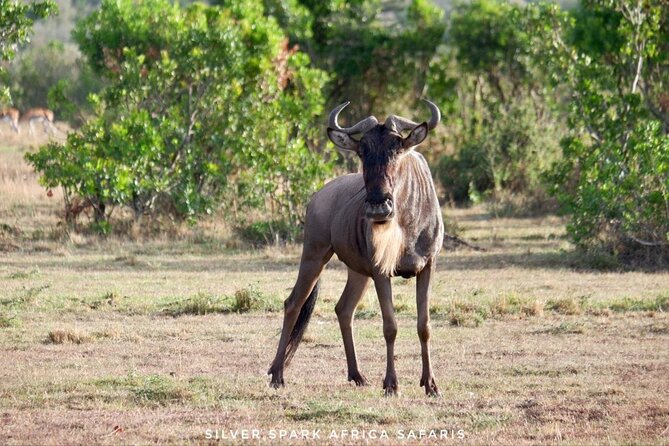 13-Day Uganda Mgahinga Gorilla Trek, Maasai Amboseli Park - Price and What $4,000 Buys You (and What to Check)