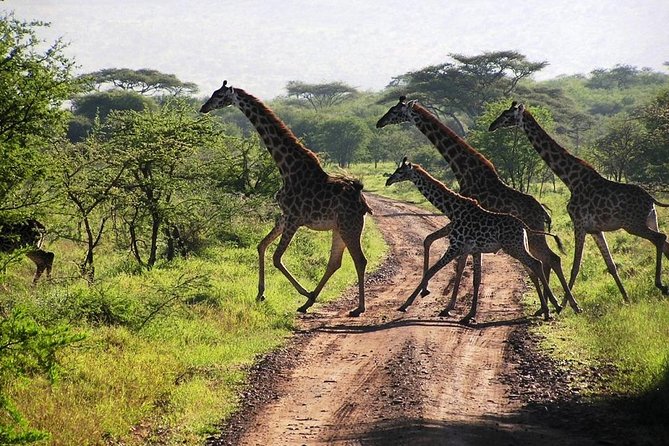14-Days Kenya and Tanzania Camping Safari from Nairobi - Lake Nakuru: The Pre-Breakfast Start and the Late-Afternoon Arrival