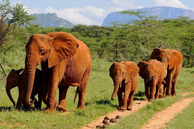 14-Days Kenya and Tanzania Camping Safari from Nairobi - Nairobi Back, Then Arusha: A Tactical Route Across Borders