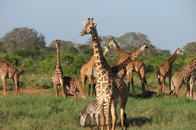 14-Days Kenya and Tanzania Camping Safari from Nairobi - Ngorongoro Crater Rim: Early Moves and a Different Viewing Style