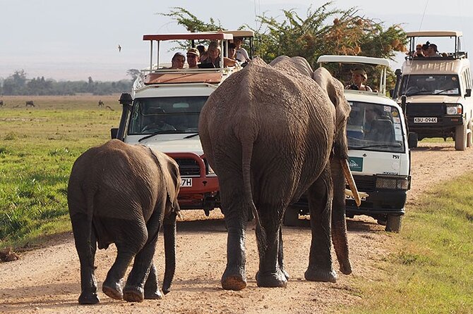 2-Day all inclusive safari to Amboseli National park from Nairobi - Amboseli in 2 Days: Why This Plan Works