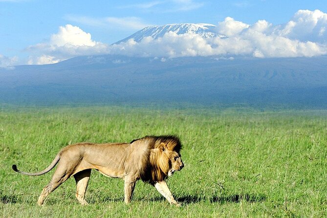 2-Day all inclusive safari to Amboseli National park from Nairobi - Day 1 From Nairobi to Amboseli: The Road Trip and First Wildlife Window