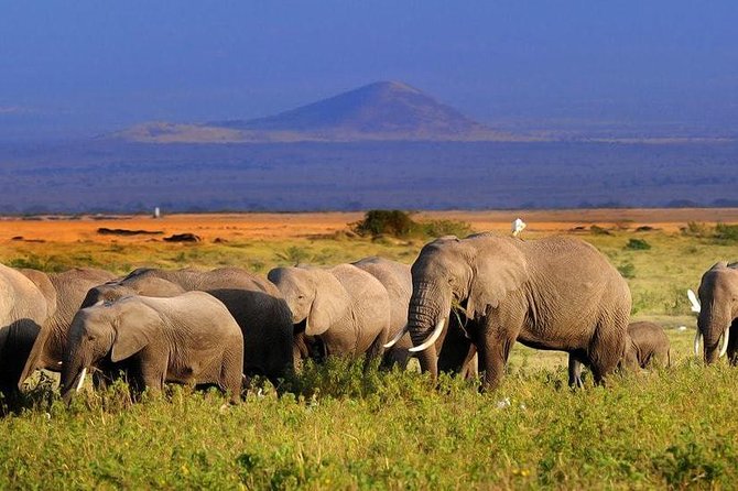 2-Day Amboseli National Park Safari- Daily Departures - Why Amboseli feels different when Kilimanjaro is in frame