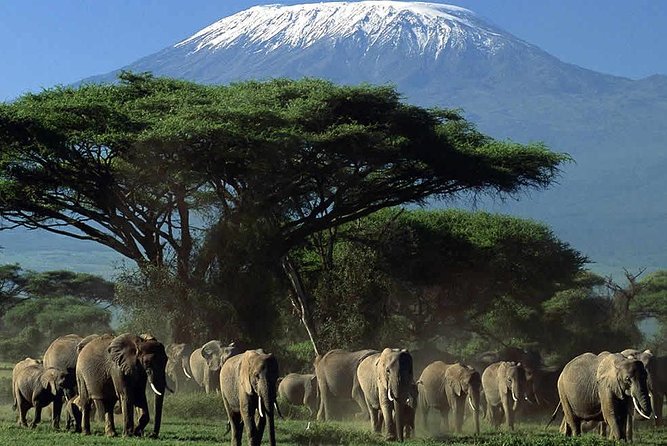 2-Day Amboseli National Park Safari- Daily Departures - The real value check: what’s included in your $495 and what isn’t
