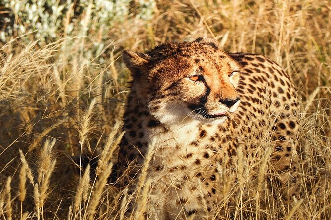 2-Day Private Tour in Masai Mara with Pick Up - Key takeaways before you commit