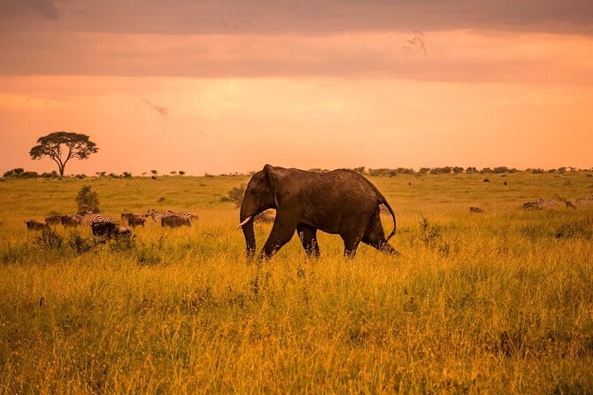 2-Day Private Tour in Masai Mara with Pick Up - From Nairobi at 5:00 am, why the early start matters