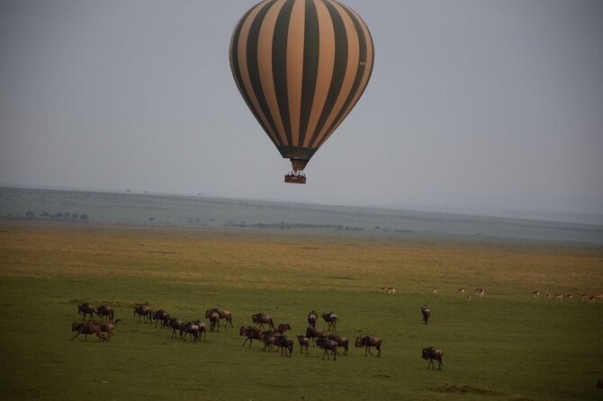 2-Day Private Tour in Masai Mara with Pick Up - Lunch, dinner, and the comfort angle that actually matters