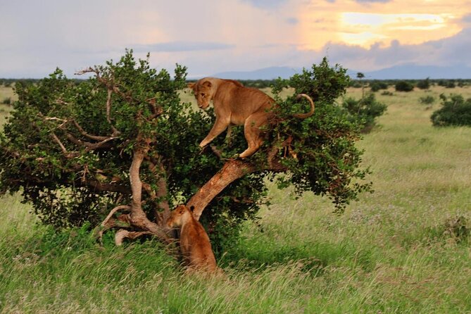 2-Day Private Tour in Masai Mara with Pick Up - Day 2 return to Nairobi, plus Longonot and a tea farm option