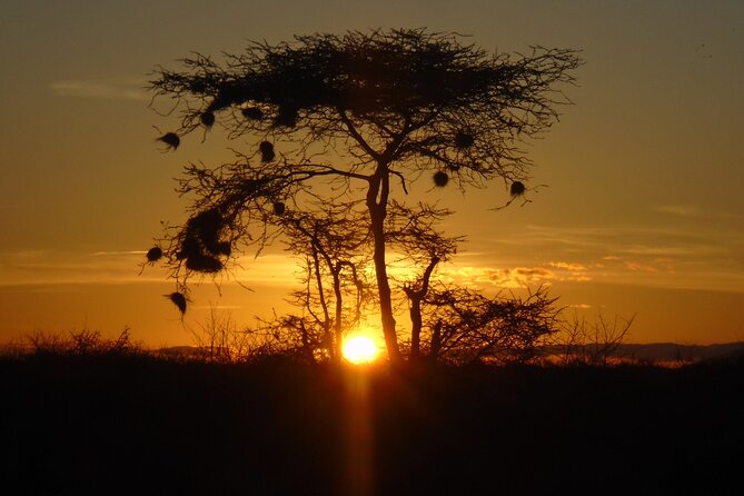 2-Day Private Tour in Tsavo East - Day 1 in Tsavo East: first game drive, lunch, and the art of evening spotting