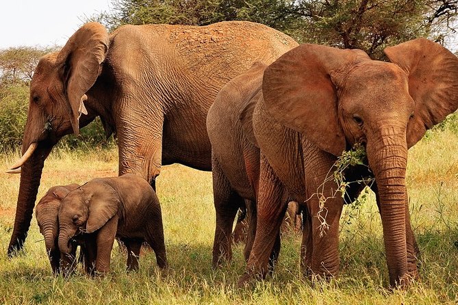 2-Day Safari in Taita Hills from Mombasa - Day 1 starts with the coastal road and Voi area history