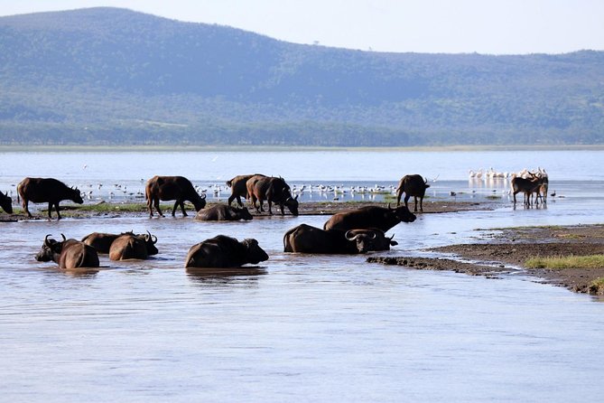 2 Day Tour Lake Nakuru, Hell' s Gate & Lake Naivasha From Nairobi - Lake Naivasha boat ride: hippos, birds, and a quieter pace