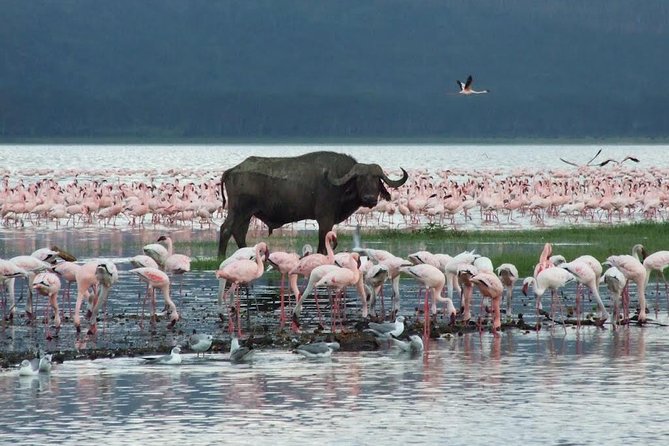 2 Day Tour Lake Nakuru, Hell' s Gate & Lake Naivasha From Nairobi - Lake Nakuru National Park: flamingos and big safari energy