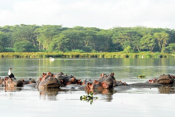 2 Day Tour Lake Nakuru, Hell' s Gate & Lake Naivasha From Nairobi - Where you sleep and how the pacing feels