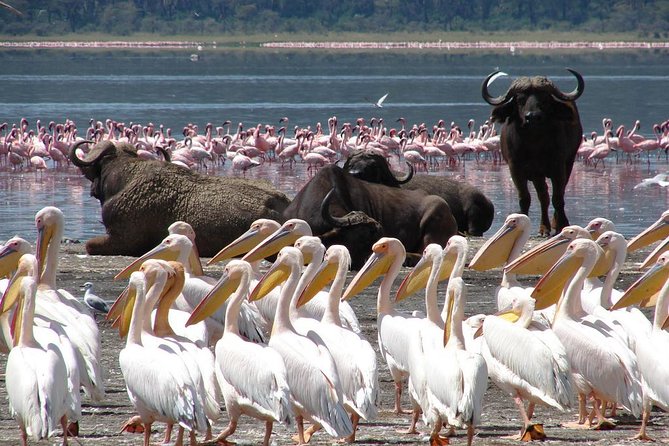 2 Day Tour Lake Nakuru, Hell' s Gate & Lake Naivasha From Nairobi - Hell’s Gate: biking the gorge and seeing the animals up close