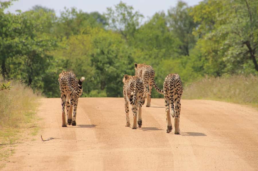 2-Day Tsavo East National Park Safari (with options) - Day 1 in Tsavo East: Bachuma Gate, Aruba Dam, and Your First Big Drive
