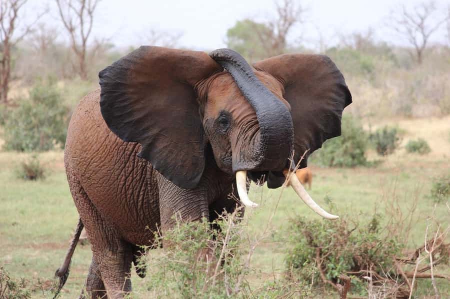 2-Day Tsavo East National Park Safari (with options) - Day 2: Early Breakfast, Morning Game Drive, and the Return Trip