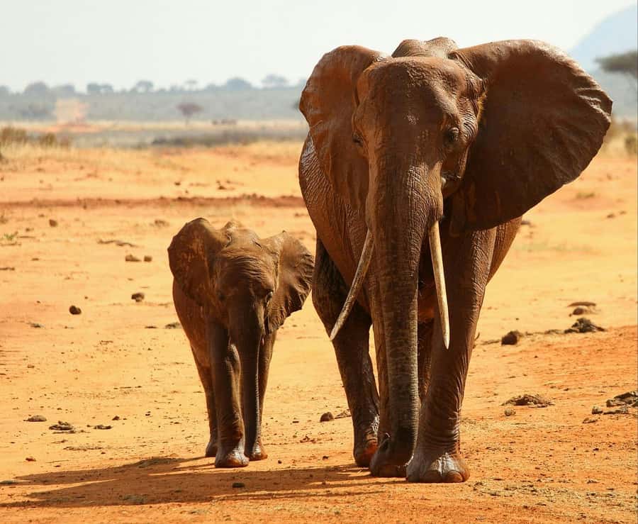 2-Day Tsavo East National Park Safari (with options) - Price and Value: $360 Plus Possible Entrance Fees