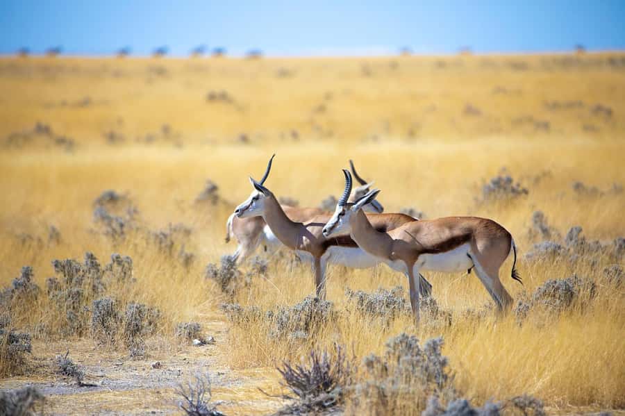 2-Day Tsavo East National Park Safari (with options) - Who Should Book This Safari
