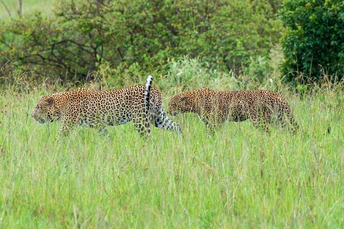 2-Day Tsavo East Private Tour - Diani Beach pickup, ferry reality, and the road into Tsavo East