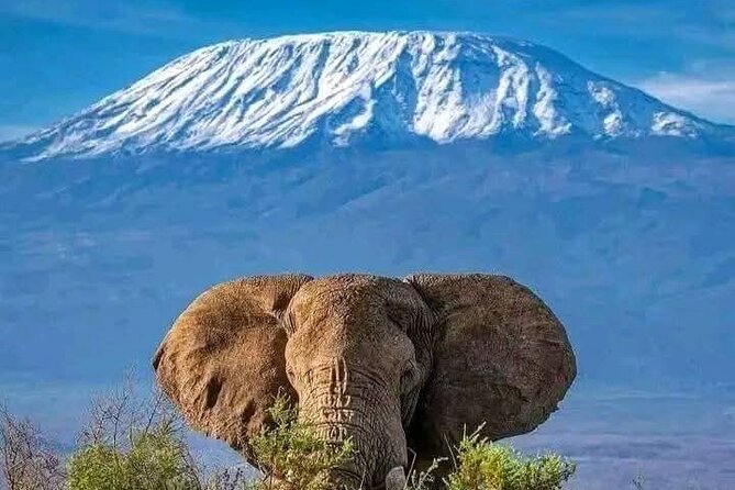 2 Days 1 Night Amboseli National Park Private Safari. - Amboseli For Elephants, Predators, And Kilimanjaro Daydreaming