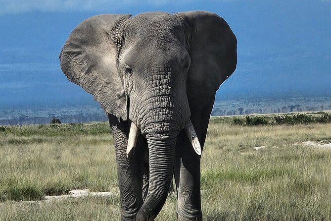2 Days 1 Night Amboseli National Park Private Safari. - Day 1 From Nairobi To Amboseli: Midday Check-In And A Golden Hour Drive