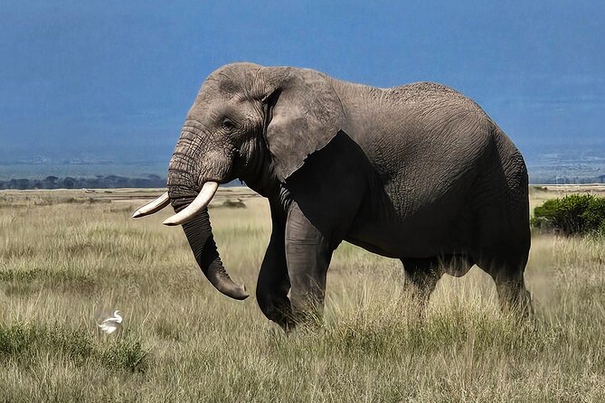2 Days 1 Night Amboseli National Park Private Safari. - Day 2 7:00am Departure: Morning Game Drive Plus Observation Hill 360 Views