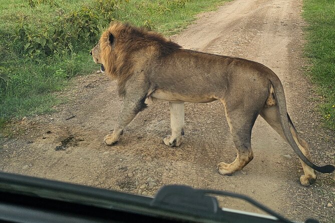 2 Days 1 Night Amboseli National Park Private Safari. - How the Pop-Up Roof Helps More Than It Sounds