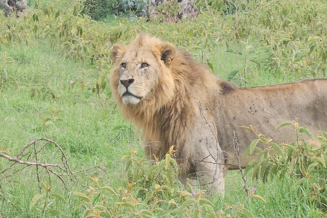 2 Days 1 Night Amboseli National Park Private Safari. - The Lodge Full Board Experience: What You Gain By Not Managing Meals