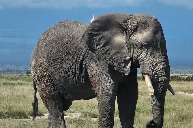 2 Days 1 Night Amboseli National Park Private Safari. - Timing, Drives, And Wildlife Reality Checks (Without Killing the Vibe)
