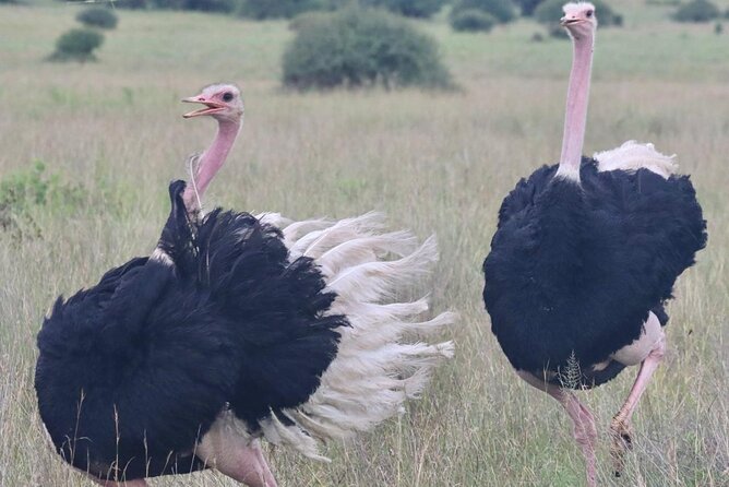 2 Days 1 Night Amboseli National Park Private Safari. - Price And What Is Actually Included In Your $470