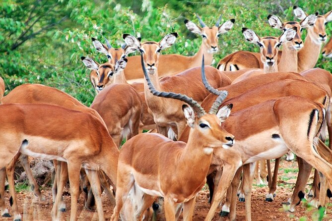 2 Days 1 Night Amboseli National Park Safari from Nairobi - Price and Value: What $510 Per Person Really Buys
