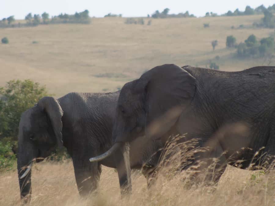 2 Days 1 Night Amboseli Safari - Lodge night in Amboseli: Sopa, Serena, or Sentrim