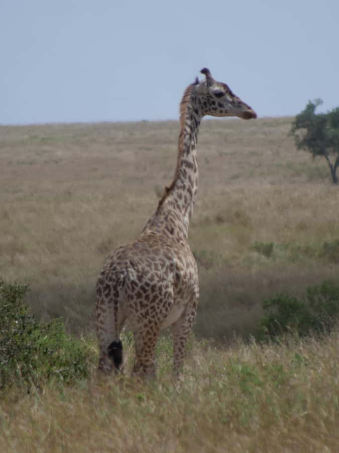 2 Days 1 Night Amboseli Safari - Early morning game drive: maximizing your odds in fewer hours