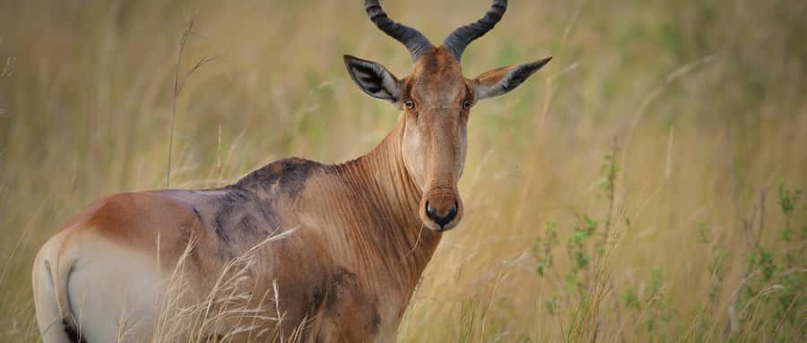 2 Days 1 Night Amboseli Safari - Elephants, lions, giraffes: what you should realistically watch for