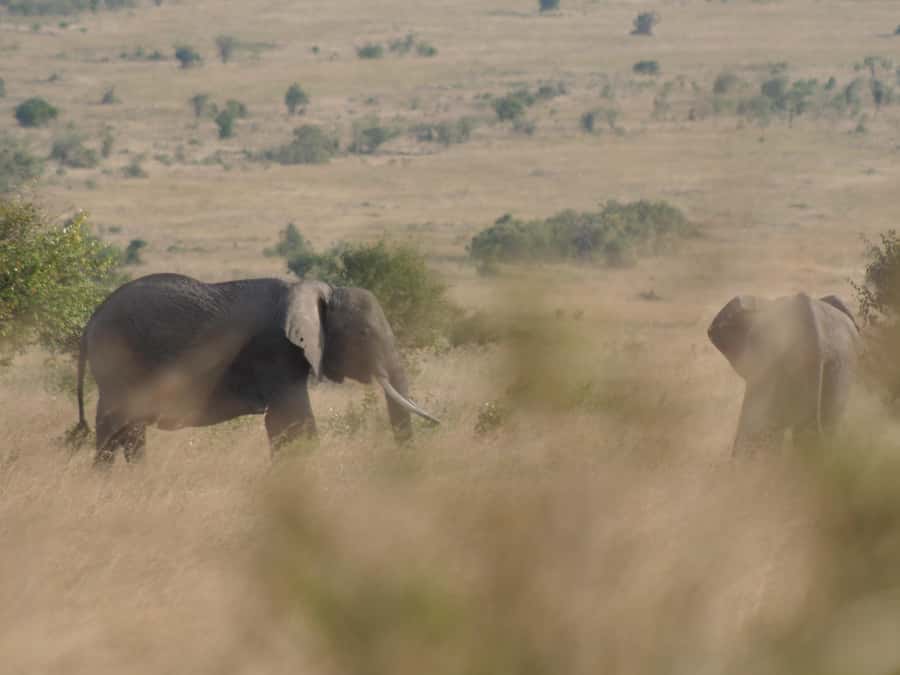 2 Days 1 Night Amboseli Safari - Transportation and comfort: the customized van helps, but check expectations