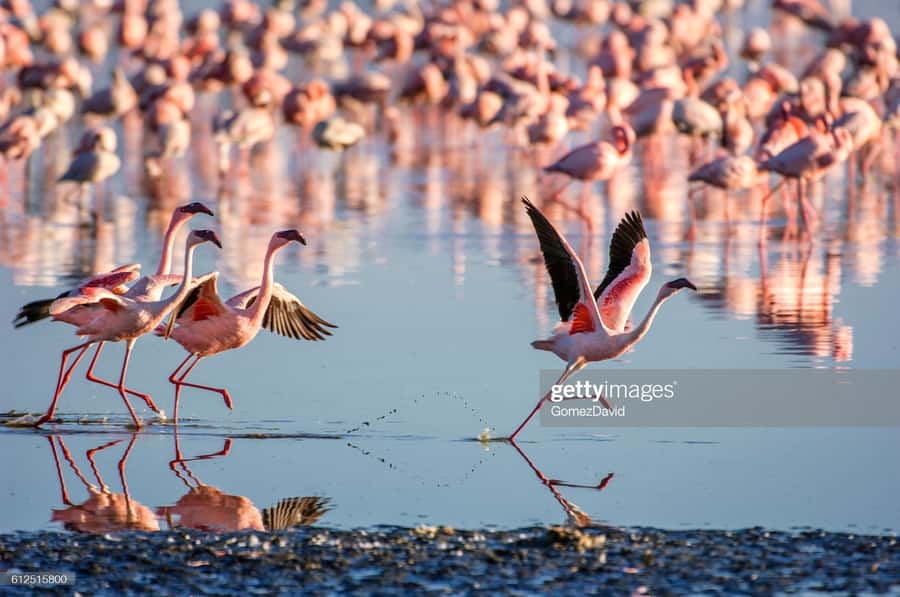 2 Days 1 Night Amboseli Safari - Price and value: what $548 per person really buys