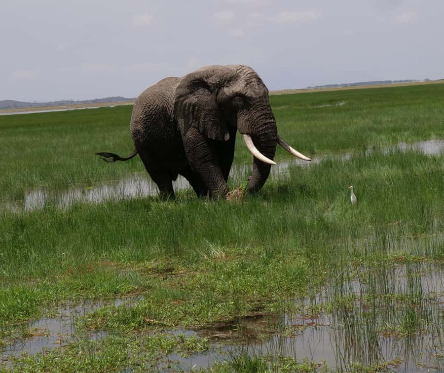 2 Days 1 Night Amboseli Safari - What to bring, and the one rule you must not ignore