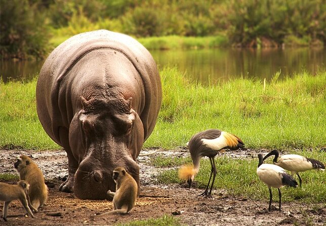 (2 Days, 1 Night) Day & Night Game Drive Tsavo East National Park - Key things to know before you go