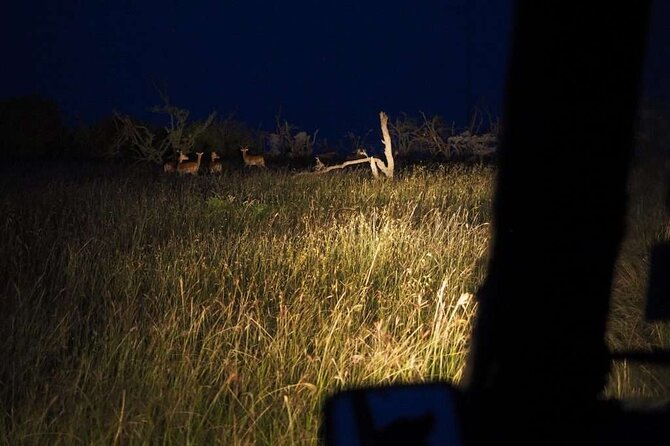 (2 Days, 1 Night) Day & Night Game Drive Tsavo East National Park - Day 2: the morning drive and how the day ends