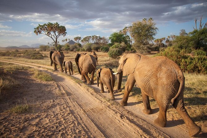 (2 Days, 1 Night) Day & Night Game Drive Tsavo East National Park - Day 1: morning game drive, lunch, then a lodge reset