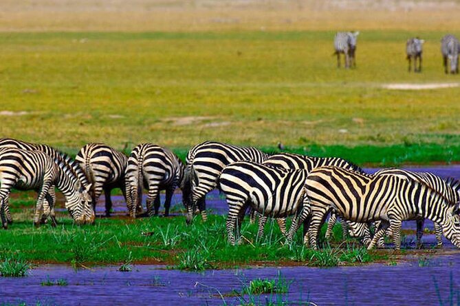 2 Days 1 Night Private Tour to Amboseli National park 4<em>4 Vehicle – Key highlights you’ll care about’ /></p>
<ul>
<li><strong>7:00 am pickup from Nairobi (hotel or airport)</strong> means you waste less daylight on the road.</li>
<li><strong>4×4 vehicle safari comfort</strong> for rough park roads, especially on early and late game drives.</li>
<li><strong>Two game-drive windows in Amboseli</strong> for better odds on elephants and predators.</li>
<li><strong>Kilimanjaro views as a recurring theme</strong> behind the wildlife, not just a one-time glance.</li>
<li><strong>Meals and park entry included</strong>, so you can budget in advance.</li>
<li><strong>Optional Maasai Village add-on (20 USD)</strong> if you want extra culture time.</li>
</ul>
<div class="twil" style="margin: 20px 0; padding: 15px 0;"><p>Amboseli departures we also sat down with</p><ul style="margin: 10px 0; padding: 0; list-style: none; display: grid; grid-template-columns: repeat(auto-fill, minmax(250px, 1fr)); gap: 14px;"><li style="border: 1px solid #e5e5e5; border-radius: 8px; overflow: hidden; line-height: 1.4; background: #fff;"><a href="https://thekenyatraveler.com/nairobi-day-tour-to-amboseli-national-park-maasai-village/" aria-hidden="true" tabindex="-1"><img decoding="async" style="width: 100%; height: 150px; object-fit: cover; display: block;" src="https://imgs.thekenyatraveler.com/wp-content/uploads/nairobi-day-tour-to-amboseli-national-park-maasai-village-400x267.jpg" alt="" loading="lazy"></a><div style="padding: 10px 12px;"><a href="https://thekenyatraveler.com/nairobi-day-tour-to-amboseli-national-park-maasai-village/" style="font-weight: 600;">Nairobi: Day Tour to Amboseli National Park & Maasai Village</a><br><span style="font-size: 0.82em; color: #555; margin-top: 4px;"><span style="color: #C8781E;">★</span> 4.5 &middot; 310 reviews</span></div></li><li style="border: 1px solid #e5e5e5; border-radius: 8px; overflow: hidden; line-height: 1.4; background: #fff;"><a href="https://thekenyatraveler.com/day-tour-to-amboseli-national-park/" aria-hidden="true" tabindex="-1"><img decoding="async" style="width: 100%; height: 150px; object-fit: cover; display: block;" src="https://imgs.thekenyatraveler.com/wp-content/uploads/day-tour-to-amboseli-national-park-400x266.jpg" alt="" loading="lazy"></a><div style="padding: 10px 12px;"><a href="https://thekenyatraveler.com/day-tour-to-amboseli-national-park/" style="font-weight: 600;">Day Tour to Amboseli National Park</a><br><span style="font-size: 0.82em; color: #555; margin-top: 4px;"><span style="color: #C8781E;">★</span> 5.0 &middot; 222 reviews</span></div></li><li style="border: 1px solid #e5e5e5; border-radius: 8px; overflow: hidden; line-height: 1.4; background: #fff;"><a href="https://thekenyatraveler.com/amboseli-day-tour-from-nairobi/" aria-hidden="true" tabindex="-1"><img decoding="async" style="width: 100%; height: 150px; object-fit: cover; display: block;" src="https://imgs.thekenyatraveler.com/wp-content/uploads/amboseli-day-tour-from-nairobi-400x267.jpg" alt="" loading="lazy"></a><div style="padding: 10px 12px;"><a href="https://thekenyatraveler.com/amboseli-day-tour-from-nairobi/" style="font-weight: 600;">Amboseli Day Tour from Nairobi</a><br><span style="font-size: 0.82em; color: #555; margin-top: 4px;"><span style="color: #C8781E;">★</span> 5.0 &middot; 84 reviews</span></div></li><li style="border: 1px solid #e5e5e5; border-radius: 8px; overflow: hidden; line-height: 1.4; background: #fff;"><a href="https://thekenyatraveler.com/day-trip-amboseli-national-park-maasai-village-nairobi/" aria-hidden="true" tabindex="-1"><img decoding="async" style="width: 100%; height: 150px; object-fit: cover; display: block;" src="https://imgs.thekenyatraveler.com/wp-content/uploads/day-trip-amboseli-national-park-maasai-village-nairobi-400x266.jpg" alt="" loading="lazy"></a><div style="padding: 10px 12px;"><a href="https://thekenyatraveler.com/day-trip-amboseli-national-park-maasai-village-nairobi/" style="font-weight: 600;">Day Trip: Amboseli National Park & Maasai Village – Nairobi</a><br><span style="font-size: 0.82em; color: #555; margin-top: 4px;"><span style="color: #C8781E;">★</span> 4.4 &middot; 69 reviews</span></div></li></ul></div><h2 id="nairobi-to-amboseli-the-road-trip-that-shapes-your-safari">Nairobi to Amboseli: the road trip that shapes your safari</h2>
<p><img width="669" height="446" decoding="async" src=