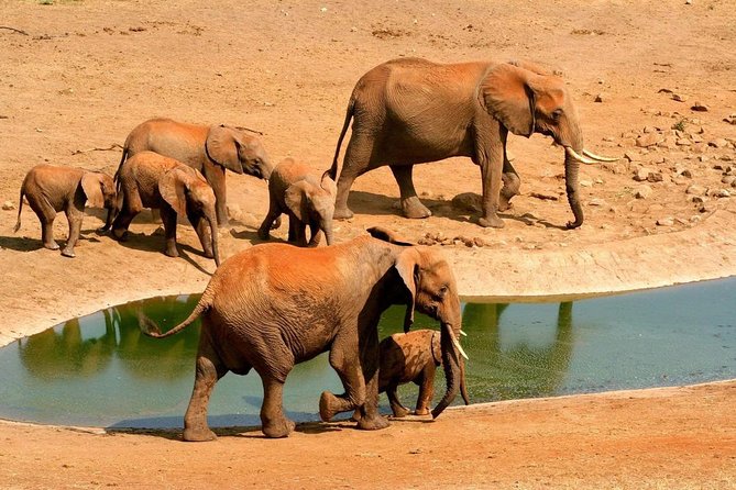 2 Days (1 night); Tsavo East & Saltlick Safari: - Key highlights worth knowing