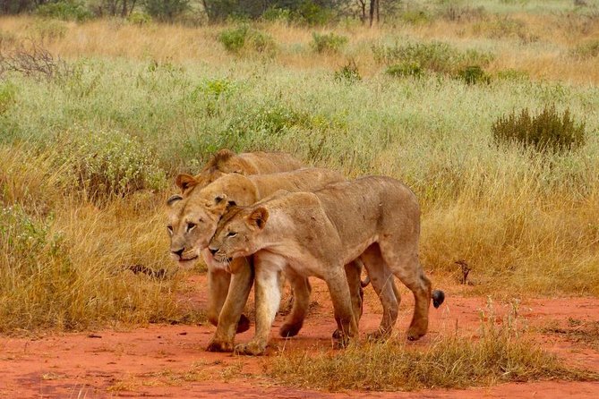 2 Days (1 night); Tsavo East & Saltlick Safari: - Day 1: Bachuma Gate at 5:00 am, then Tsavo East wildlife