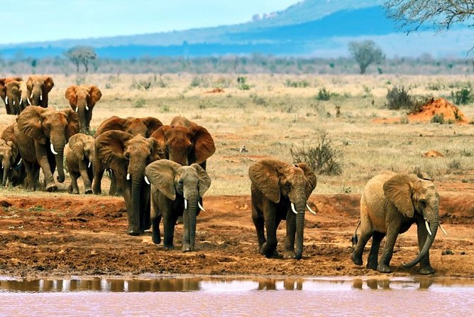 2 Days (1 night); Tsavo East & Saltlick Safari: - Sarova Salt Lick Game Reserve: afternoon drives, dinner, and sleep