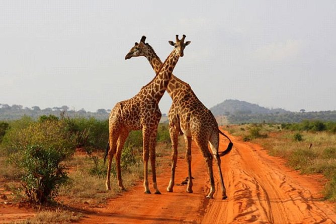 2 Days (1 night); Tsavo East & Saltlick Safari: - Tsavo East birding: why you should look up, not only forward