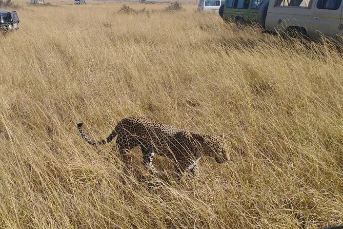 2 Days Adventurous Safari in Amboseli (Mid Range Tour) - Carnivore Restaurant lunch in Nairobi, a full meal break before you fly