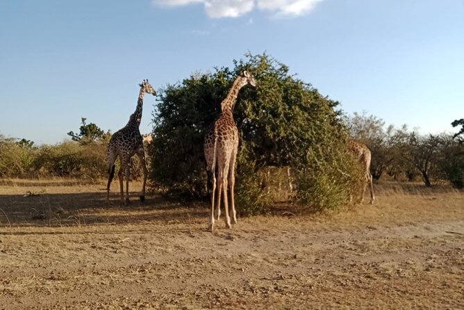 2 Days Adventurous Safari in Amboseli (Mid Range Tour) - Day 1: Afternoon game drive, check-in comfort, and first Kilimanjaro chances
