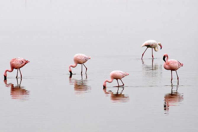 2 Days Amboseli Getaway Trip - Key things to know before you go