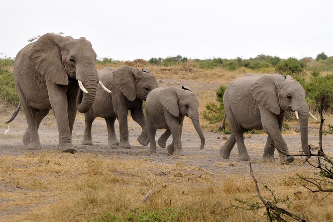 2 Days Amboseli Getaway Trip - Nairobi to Amboseli in 2 days, with Kilimanjaro as the big payoff