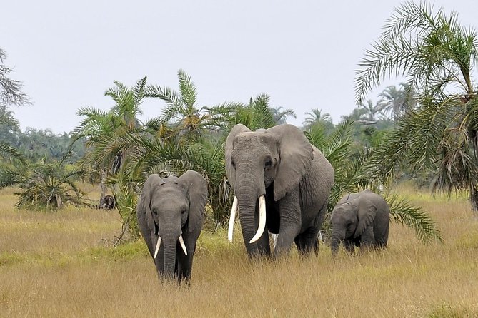 2 Days Amboseli Getaway Trip - Day 2: morning wildlife, swamps and views, then back to Nairobi